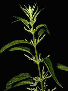 Urtica dioica (Stinging nettle)