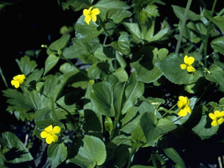 Viola sempervirens (Evergreen violet)