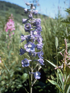 Delphinium brachycentrum (Northern larkspur)