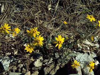 Lasthenia californica (California goldfields)