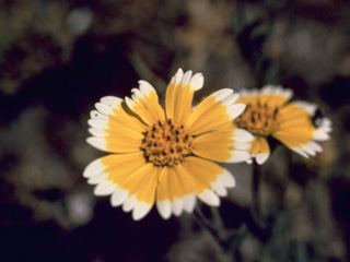 Layia platyglossa (Coastal tidytips)