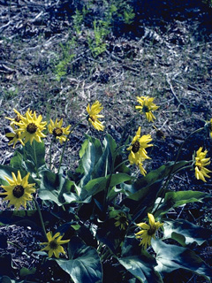 Wyethia mollis (Woolly mule-ears)