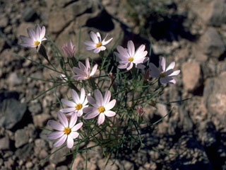 Cosmos parviflorus (Southwestern cosmos)