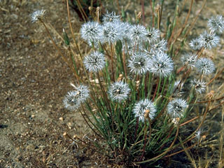 Achyrachaena mollis (Blow wives)