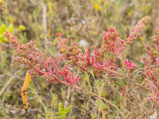 Suaeda linearis (Annual seepweed)