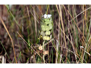 Dimorphocarpa wislizeni (Touristplant)