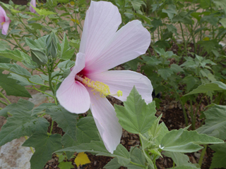 Hibiscus grandiflorus (Swamp rose-mallow)