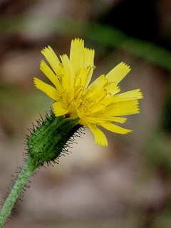 Hieracium scabrum (Rough hawkweed)