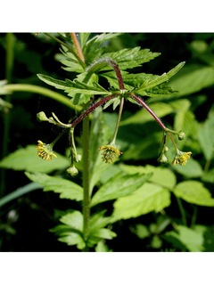 Geum vernum (Spring avens)