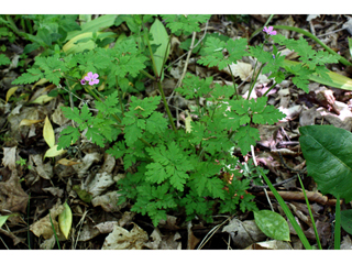 Geranium robertianum ssp. robertianum (Robert geranium)