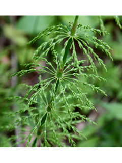 Equisetum sylvaticum (Woodland horsetail)