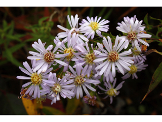 Symphyotrichum amethystinum (Amethyst aster)