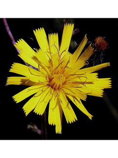 Hieracium kalmii (Kalm's hawkweed)