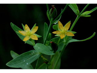 Hypericum majus (Large st. john's-wort)