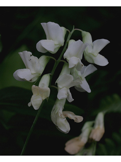 Lathyrus ochroleucus (Cream pea)