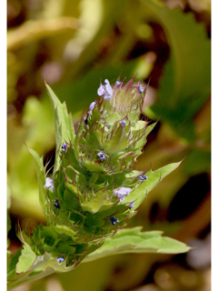 Dracocephalum parviflorum (American dragonhead)