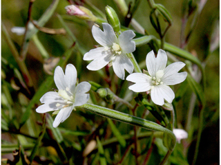 Epilobium leptophyllum (Bog willowherb)