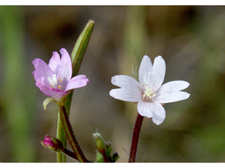 Epilobium strictum (Downy willowherb)