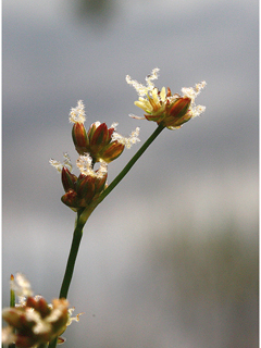 Juncus articulatus (Jointleaf rush)