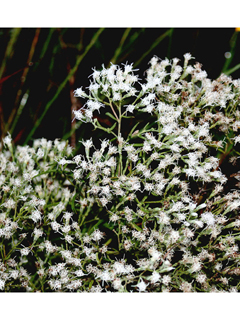 Eupatorium hyssopifolium (Hyssopleaf thoroughwort)