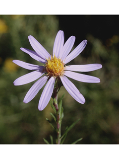 Symphyotrichum simmondsii (Simmonds' aster)