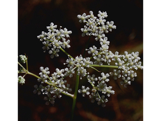 Angelica dentata (Coastal plain angelica)