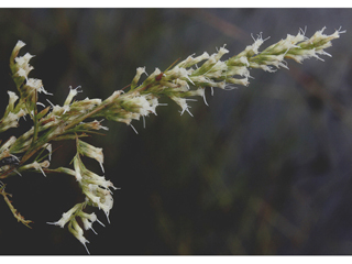 Eupatorium leucolepis (Justiceweed)