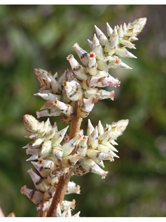 Froelichia floridana var. floridana (Florida snakecotton)