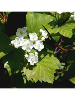 Crataegus pruinosa (Waxyfruit hawthorn)