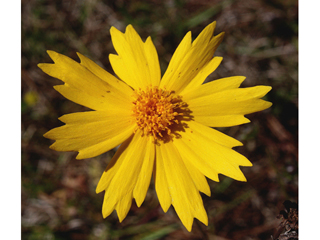 Coreopsis falcata (Sickle tickseed)