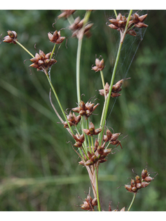 Juncus brevicaudatus (Narrowpanicle rush)