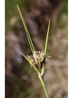 Eriophorum viridicarinatum (Thinleaf cottonsedge)