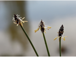 Eleocharis elliptica (Elliptic spikerush)