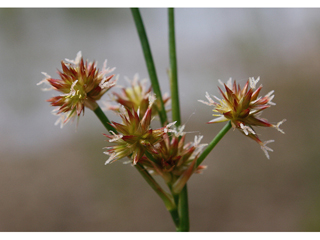 Juncus canadensis (Canadian rush)