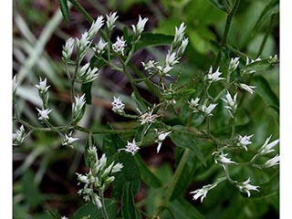 Eupatorium album (White thoroughwort)