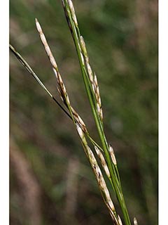 Glyceria borealis (Small floating mannagrass)