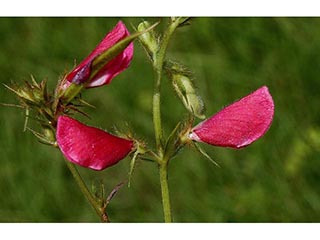 Tephrosia spicata (Spiked hoarypea)