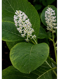 Phytolacca octandra (Red inkplant)