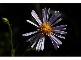 Symphyotrichum robynsianum (Longleaf aster)