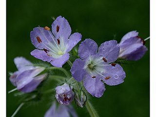 Hydrophyllum appendiculatum (Great waterleaf)