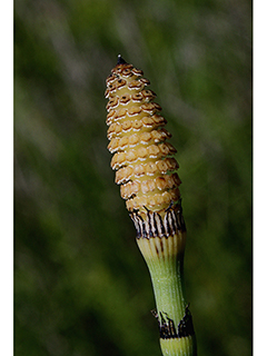 Equisetum ferrissii (Ferriss' horsetail)