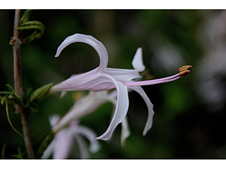 Anisacanthus puberulus (Dwarf desert honeysuckle)