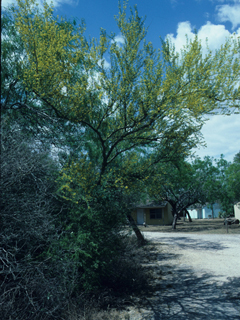 Parkinsonia texana var. macra (Texas paloverde)