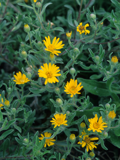 Heterotheca camporum var. camporum (Lemonyellow false goldenaster)