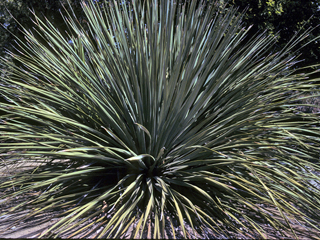 Nolina parryi (Parry's beargrass)