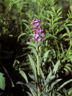 Penstemon gracilis var. gracilis (Lilac penstemon)