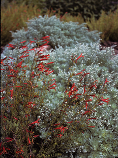 Penstemon pinifolius (Pine-needle penstemon)