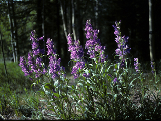 Penstemon virgatus (Upright blue penstemon)