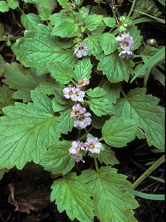 Phacelia bolanderi (Bolander's phacelia)