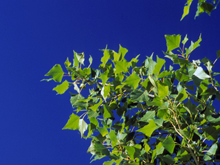 Populus acuminata (Lanceleaf cottonwood)